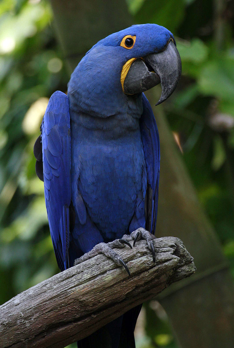 紫藍金剛鸚鵡-鹦鹉网