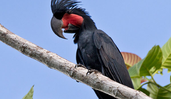 图片[1]-棕榈凤头鹦鹉-鹦鹉网