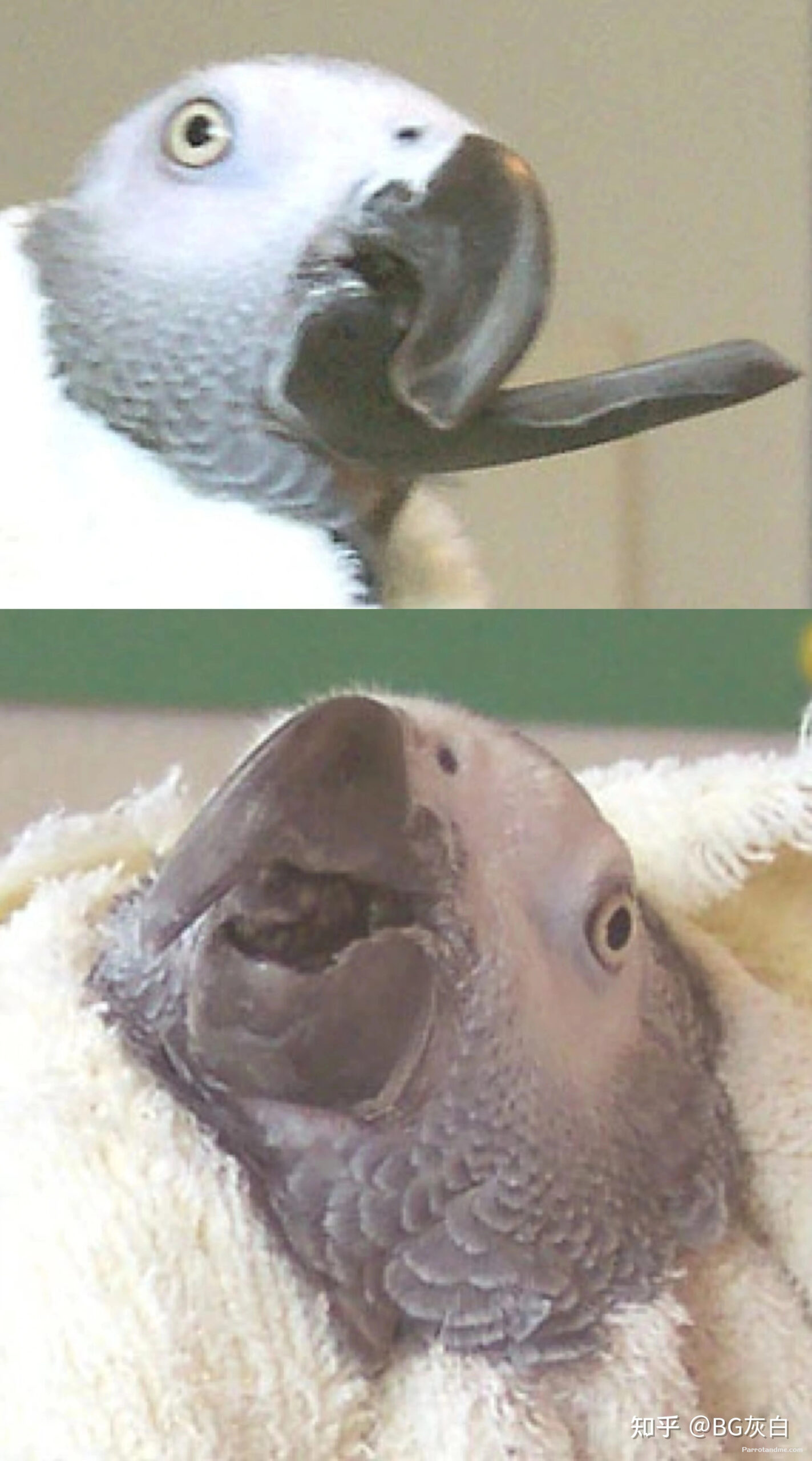 图片[4]-鹦鹉喙部过度生长的案例 -鹦鹉网