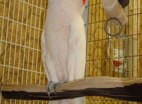 图片[3]-鲑色凤头鹦鹉或橙冠凤头鹦鹉-鹦鹉网
