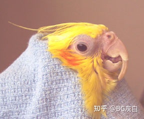 图片[9]-鹦鹉喙部过度生长的案例 -鹦鹉网