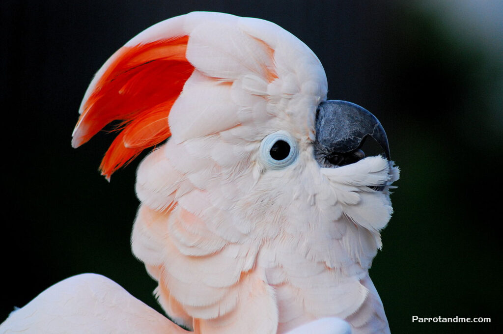 图片[2]-鲑色凤头鹦鹉或橙冠凤头鹦鹉-鹦鹉网