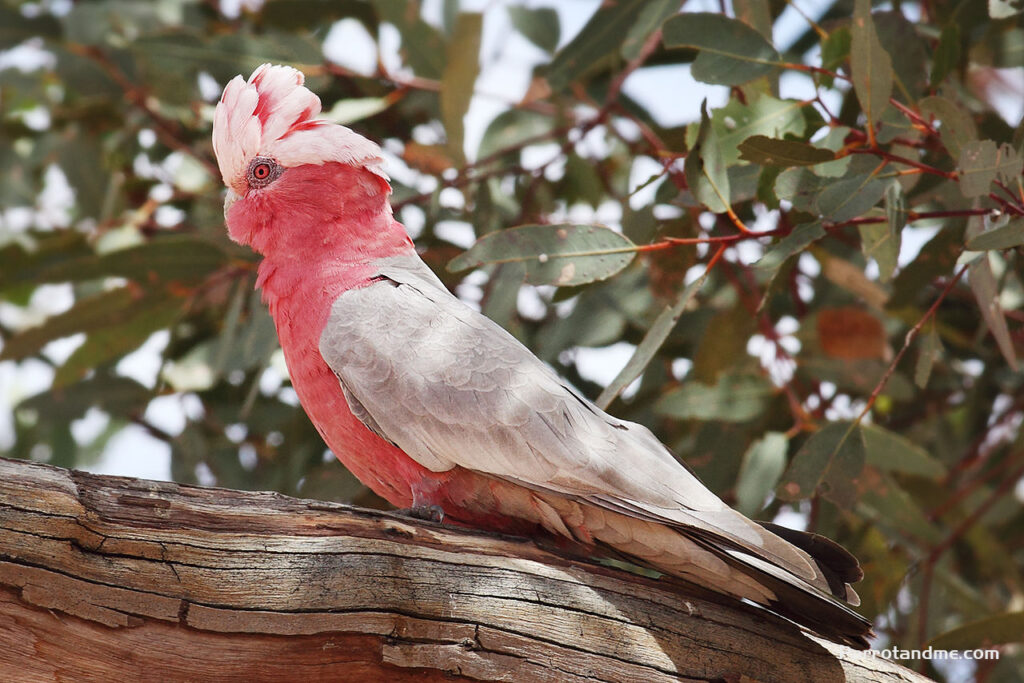 图片[1]-粉红凤头鹦鹉-鹦鹉网