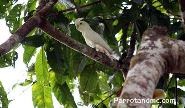 图片[4]-菲律宾凤头鹦鹉 -鹦鹉网