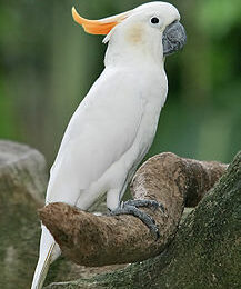 图片[1]-橘冠凤头鹦鹉-鹦鹉网