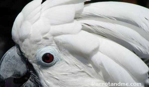 图片[1]-大白凤头鹦鹉-鹦鹉网