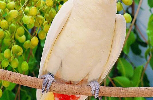 图片[1]-菲律宾凤头鹦鹉 -鹦鹉网