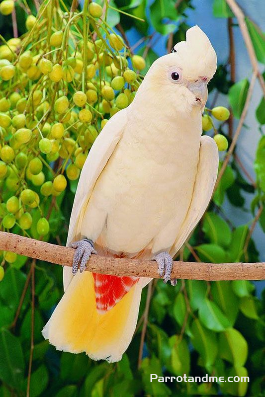 菲律宾凤头鹦鹉 -鹦鹉网