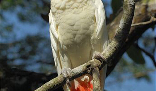 图片[3]-菲律宾凤头鹦鹉 -鹦鹉网
