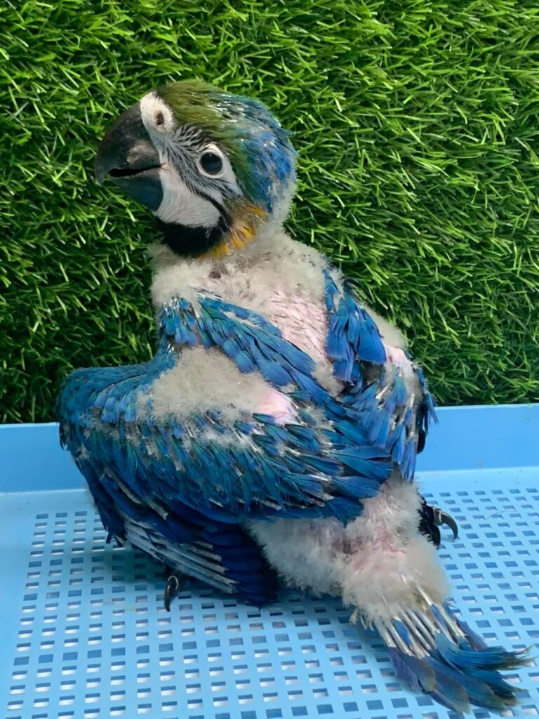 图片[1]-50天龄的蓝黄小金刚鹦鹉-鹦鹉网