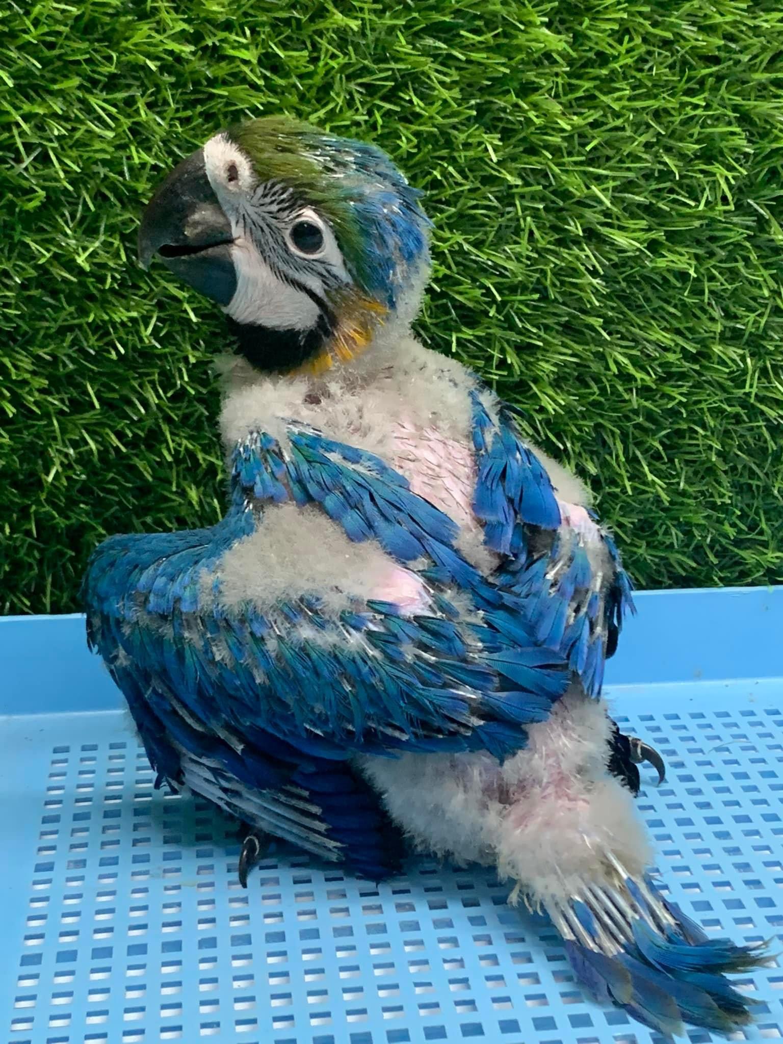 50天龄的蓝黄小金刚鹦鹉-鹦鹉网