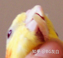 鹦鹉喙部过度生长的案例-鹦鹉网