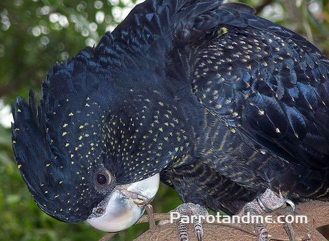 图片[5]-黑凤头鹦鹉 -鹦鹉网