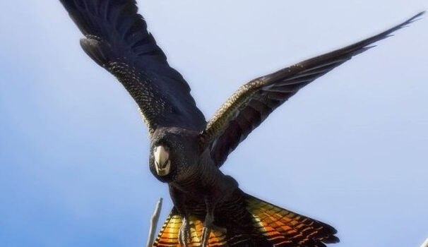 图片[2]-黑凤头鹦鹉 -鹦鹉网