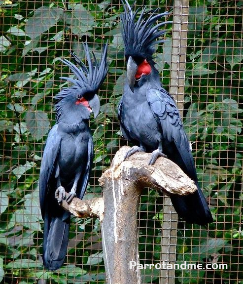 棕榈凤头鹦鹉巴布亚亚种 -鹦鹉网