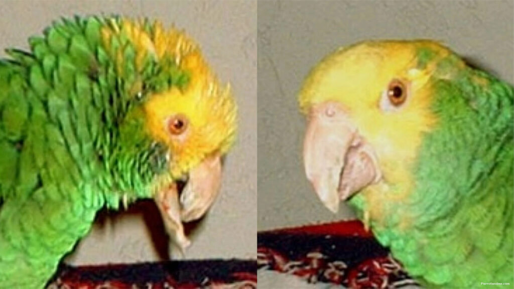 图片[2]-鹦鹉喙部过度生长的案例 -鹦鹉网