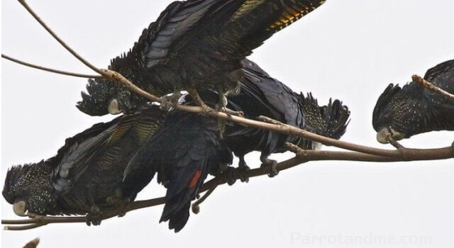 图片[4]-黑凤头鹦鹉 -鹦鹉网