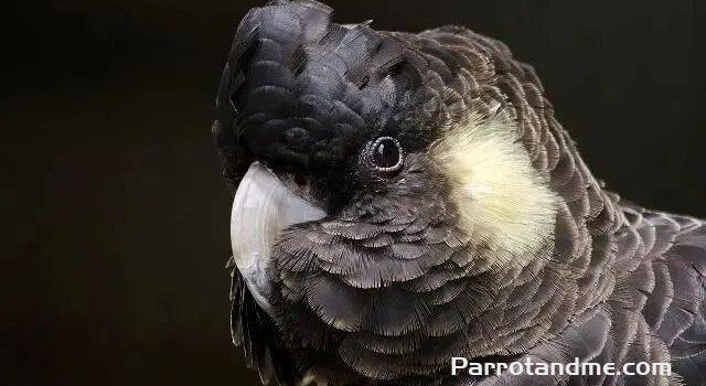 图片[1]-短嘴黑凤头鹦鹉 -鹦鹉网