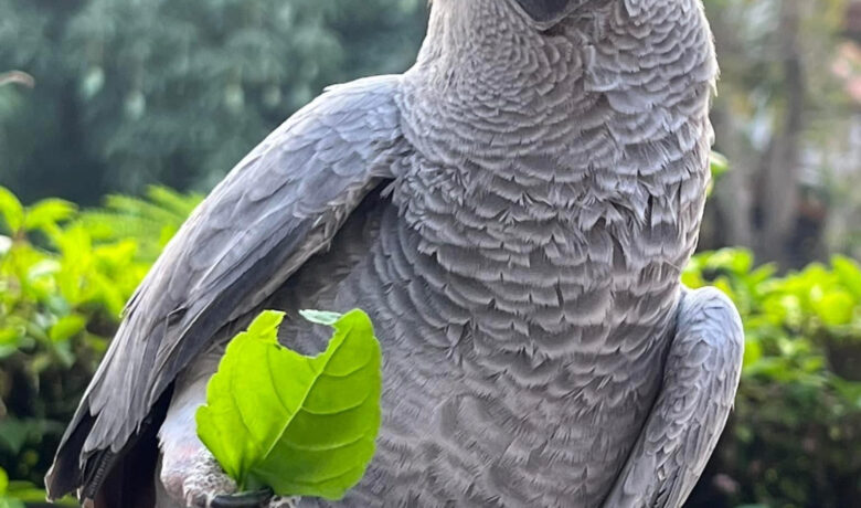 图片[1]-帅气的灰鹦-鹦鹉网