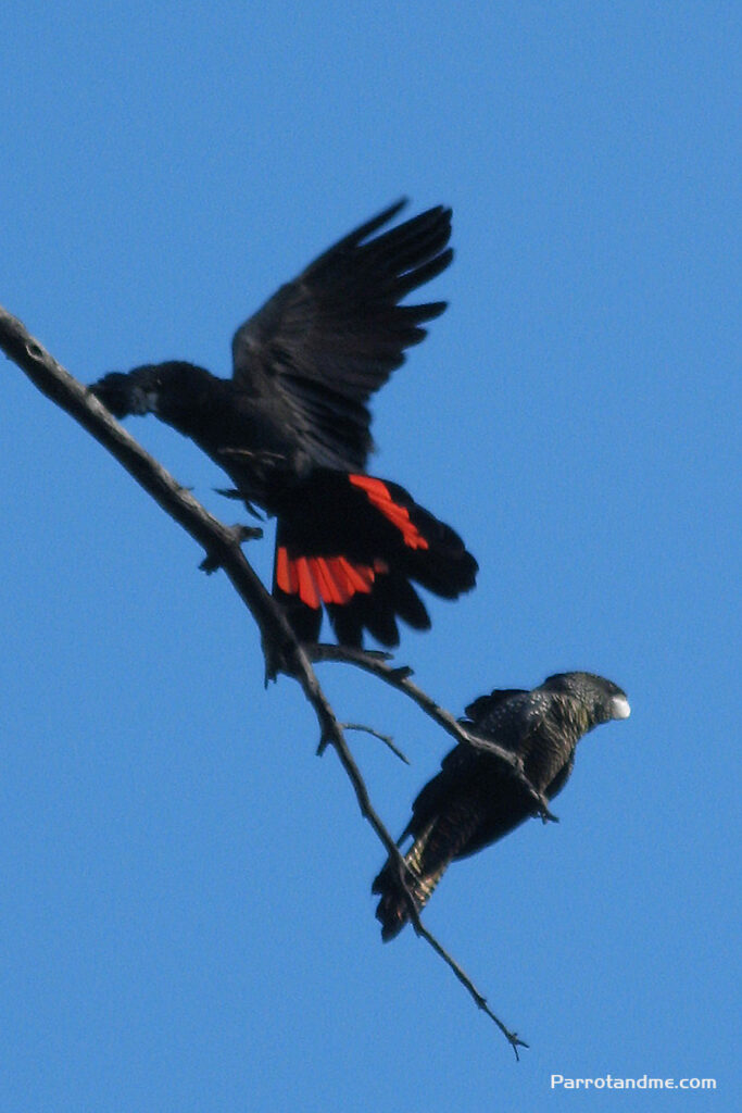图片[1]-红尾黑凤头鹦鹉 -鹦鹉网