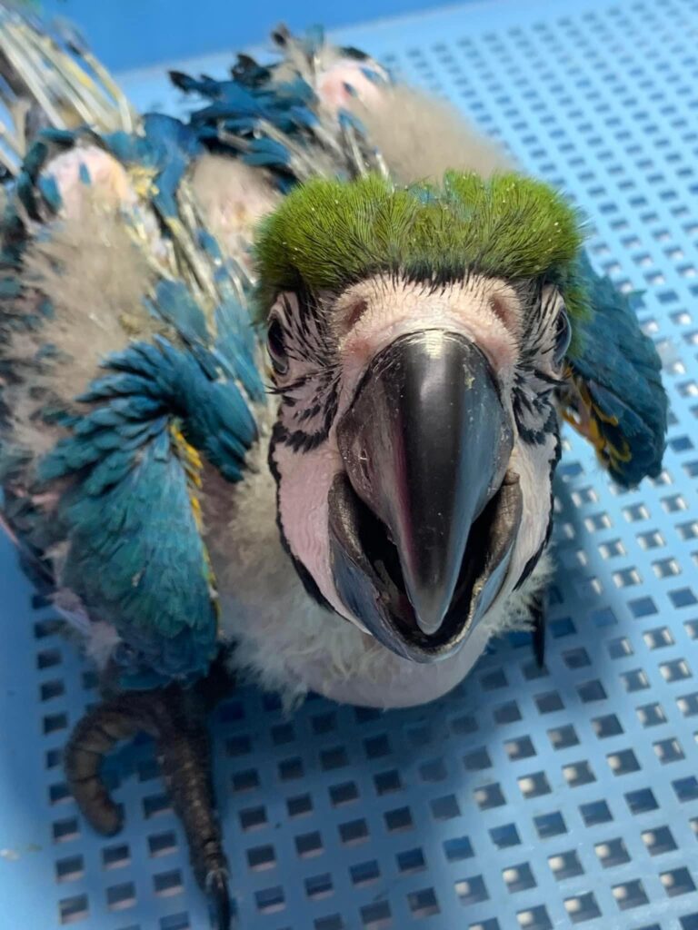 图片[10]-50天龄的蓝黄小金刚鹦鹉-鹦鹉网