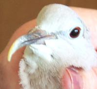 图片[10]-鹦鹉喙部过度生长的案例 -鹦鹉网