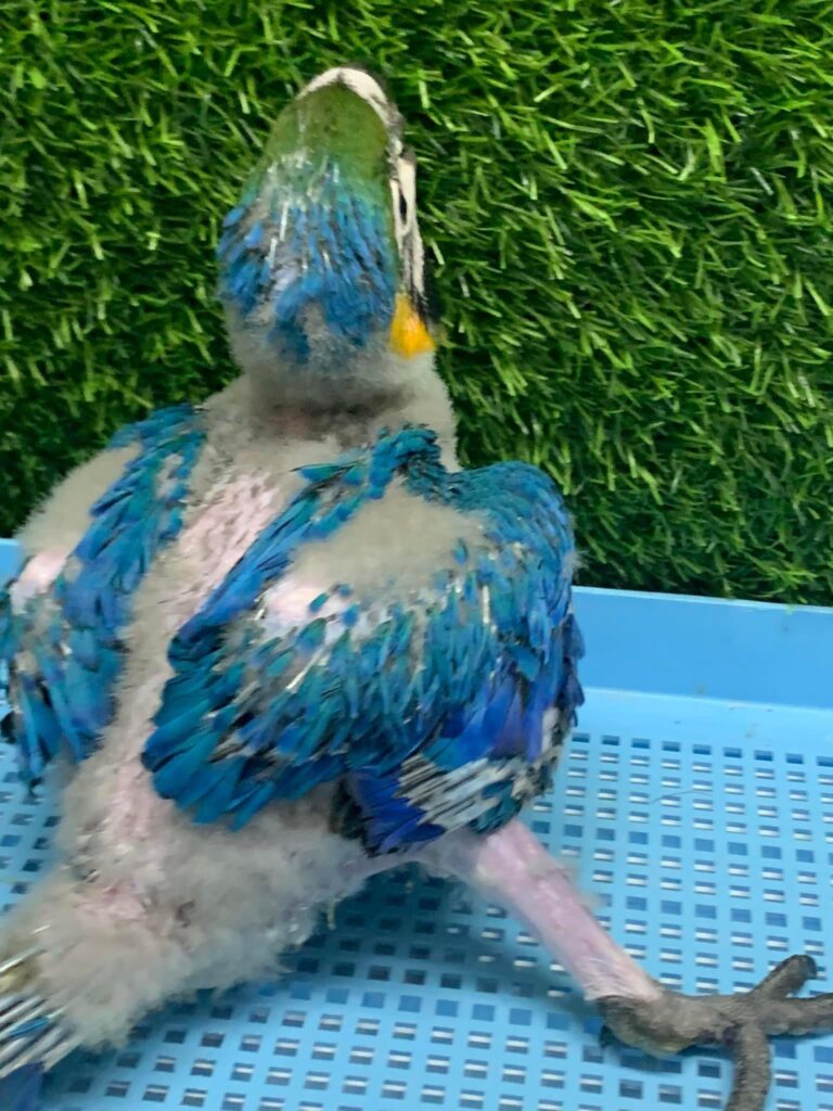图片[2]-50天龄的蓝黄小金刚鹦鹉-鹦鹉网