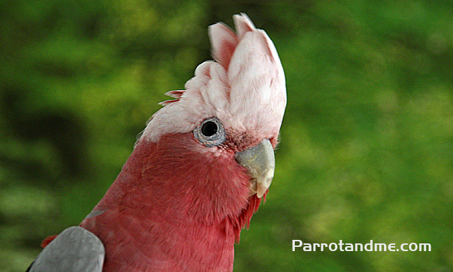 图片[3]-粉红凤头鹦鹉-鹦鹉网