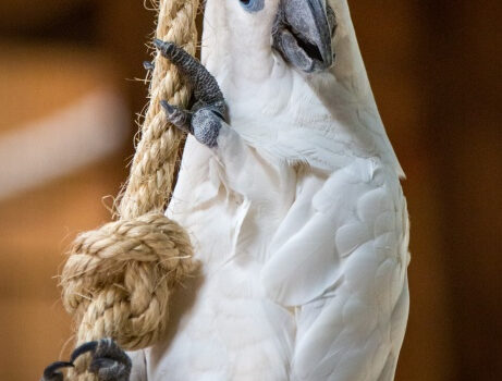 图片[3]-蓝眼凤头鹦鹉-鹦鹉网