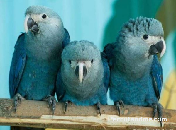 世上有4种稀有的金刚鹦鹉，紫蓝金刚鹦鹉不是最稀有的-鹦鹉网