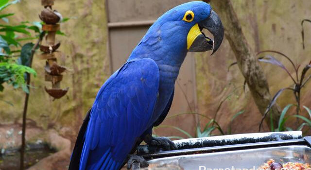 图片[4]-世上有4种稀有的金刚鹦鹉，紫蓝金刚鹦鹉不是最稀有的-鹦鹉网