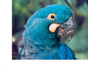 图片[3]-世上有4种稀有的金刚鹦鹉，紫蓝金刚鹦鹉不是最稀有的-鹦鹉网