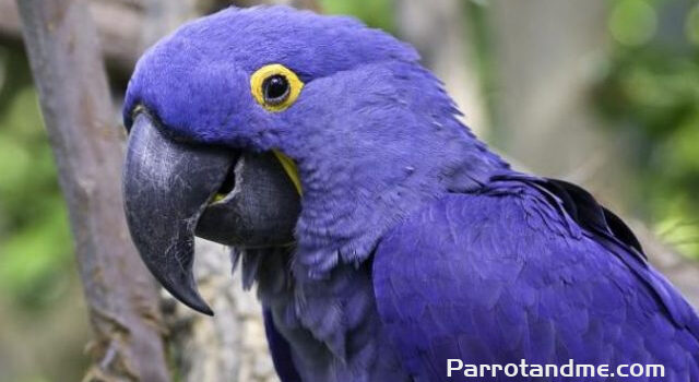 图片[2]-世上有4种稀有的金刚鹦鹉，紫蓝金刚鹦鹉不是最稀有的-鹦鹉网