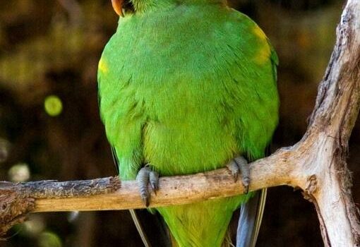 图片[3]-红耳绿吸蜜鹦鹉-鹦鹉网