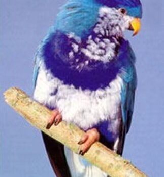 图片[3]-翠蓝吸蜜鹦鹉-鹦鹉网