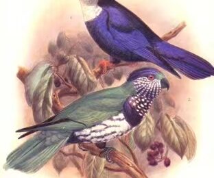 图片[4]-翠蓝吸蜜鹦鹉-鹦鹉网