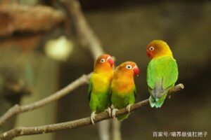 养宠分享:鹦鹉拉稀会死吗-鹦鹉网