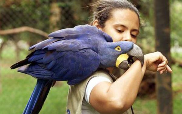 世界上体型最大的鹦鹉，金刚鹦鹉（从头到尾约1米长）-鹦鹉网