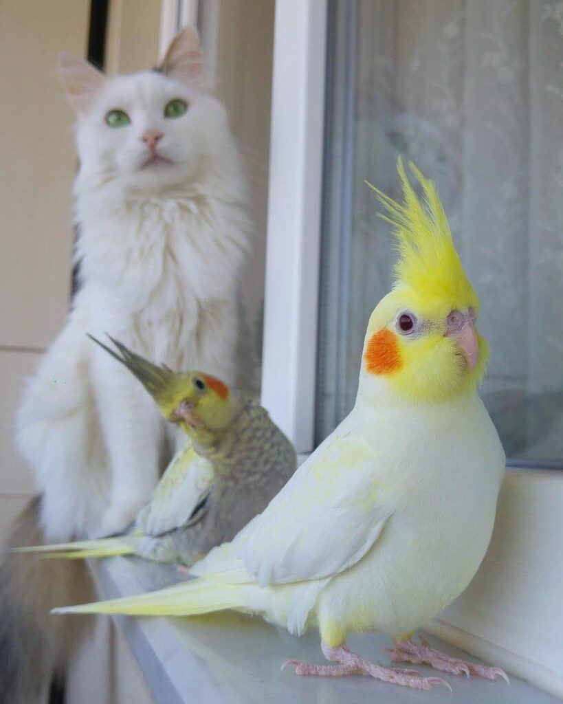 图片[1]-谁说猫和小鹦鹉不能做个好朋友-鹦鹉网
