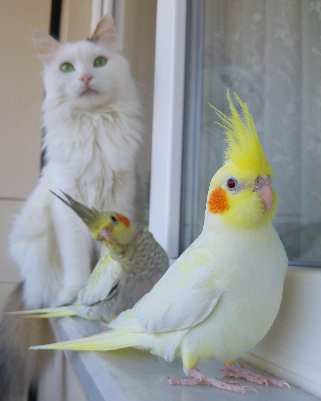 谁说猫和小鹦鹉不能做个好朋友-鹦鹉网