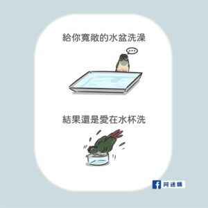 鳥寶有時候真的很愛唱反調😂-鹦鹉网