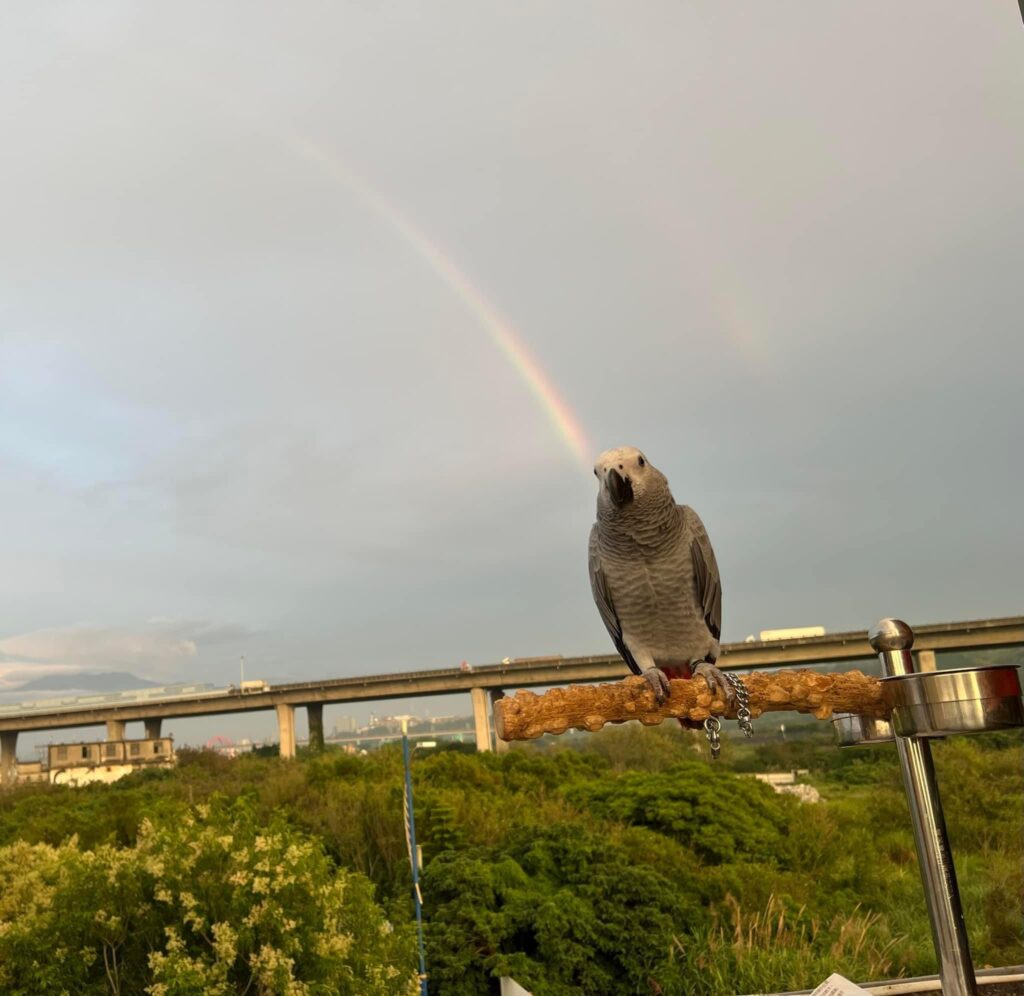 图片[4]-雨过天晴，出来看彩虹🌈-鹦鹉网