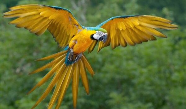 图片[2]-世界上10大最美最好看的鹦鹉 仅看一眼就能让你动心!-鹦鹉网