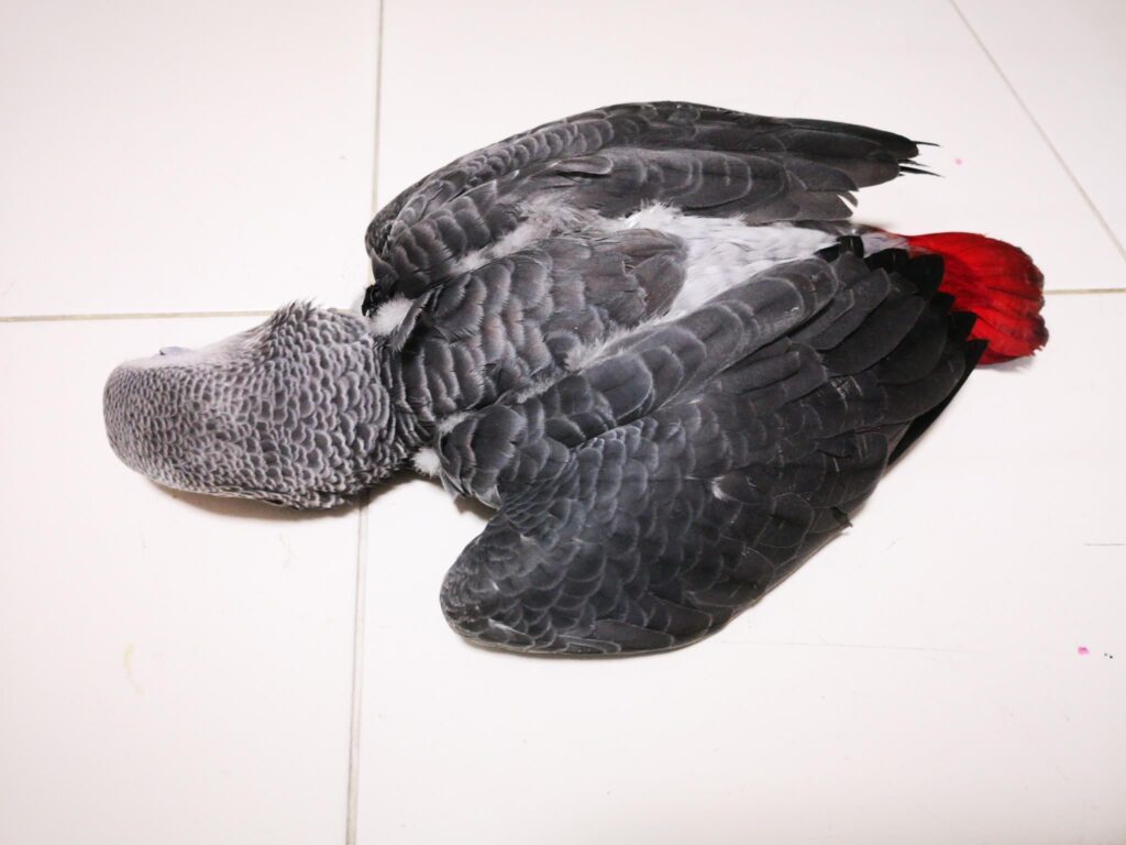 图片[2]-灰鹦鹉说：好累，我已经不想动了-鹦鹉网