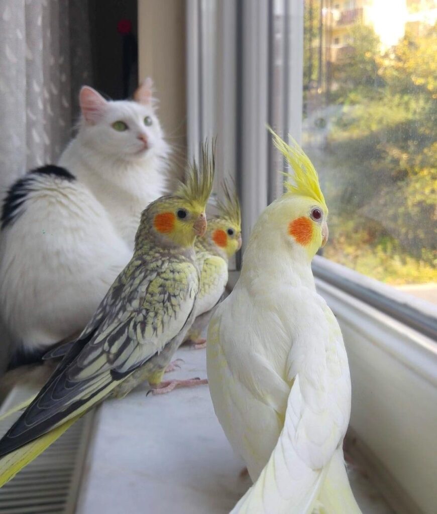 图片[4]-谁说猫和小鹦鹉不能做个好朋友-鹦鹉网