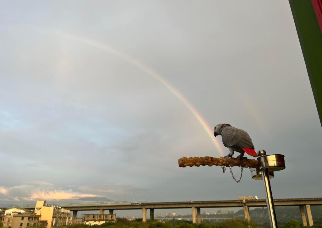 图片[5]-雨过天晴，出来看彩虹🌈-鹦鹉网
