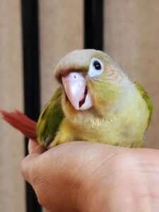 早上天气好的时候🥰🥰🥰 来散发出明亮的可爱-鹦鹉网