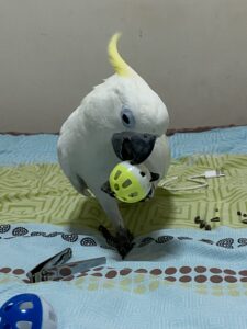 新手饲养虎皮鹦鹉需要注意什么?-鹦鹉网