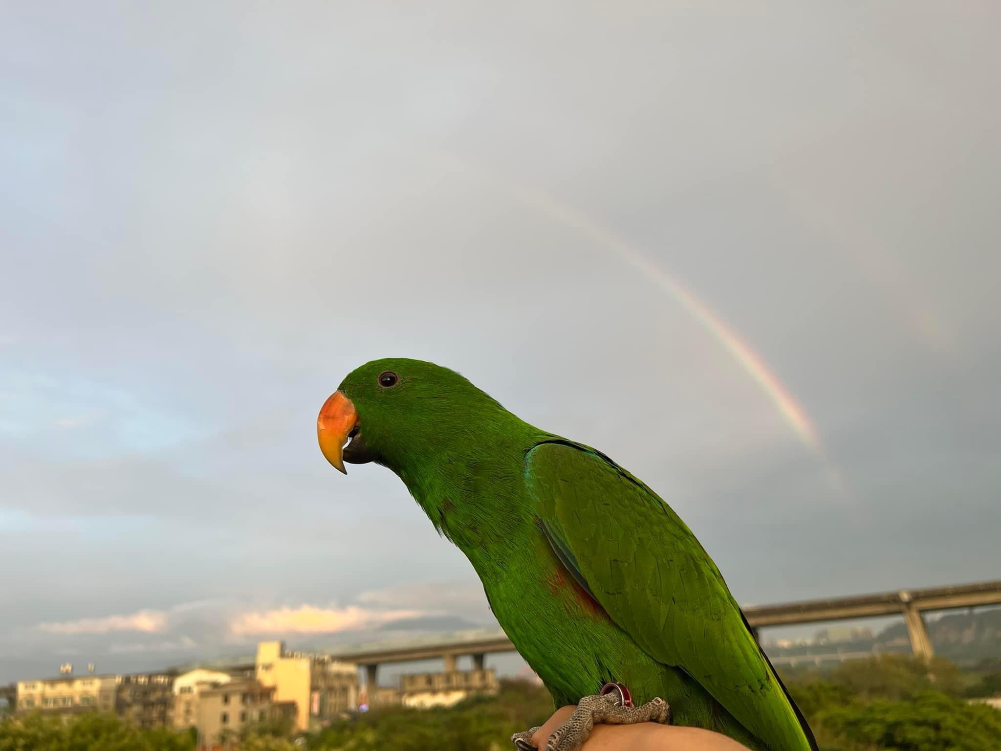 雨过天晴，出来看彩虹🌈-鹦鹉网