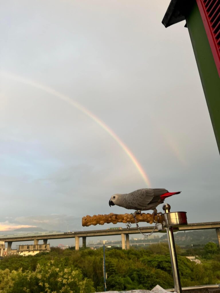 图片[6]-雨过天晴，出来看彩虹🌈-鹦鹉网